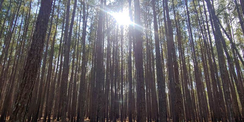 Camper submitted image from Chalk Banks — Lumber River State Park