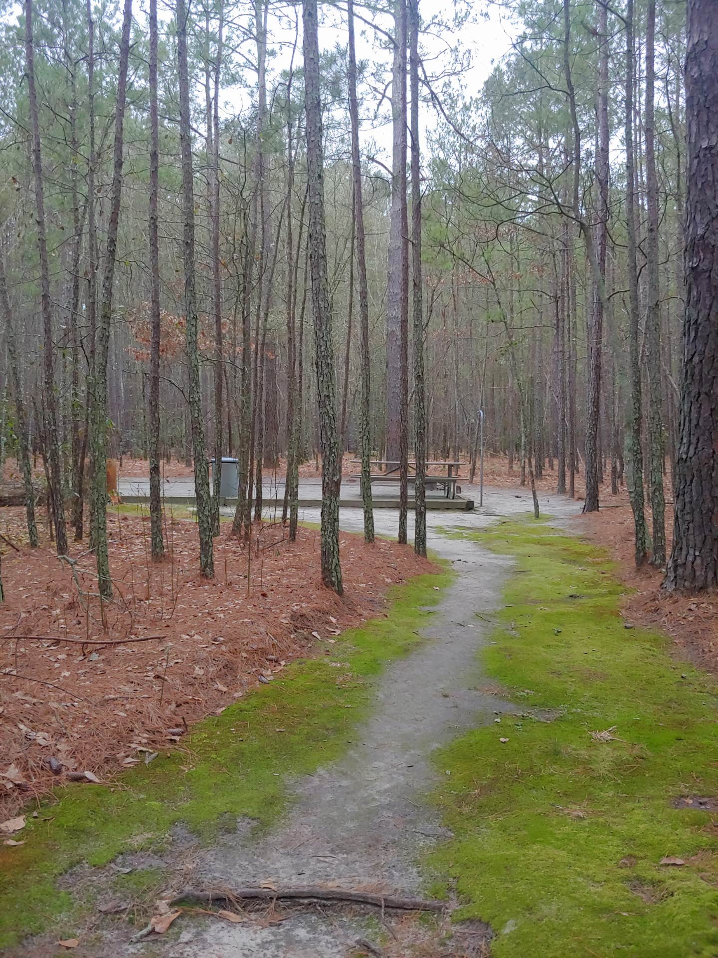 Camper-submitted photo at Chalk Banks — Lumber River State Park near Rockingham, NC