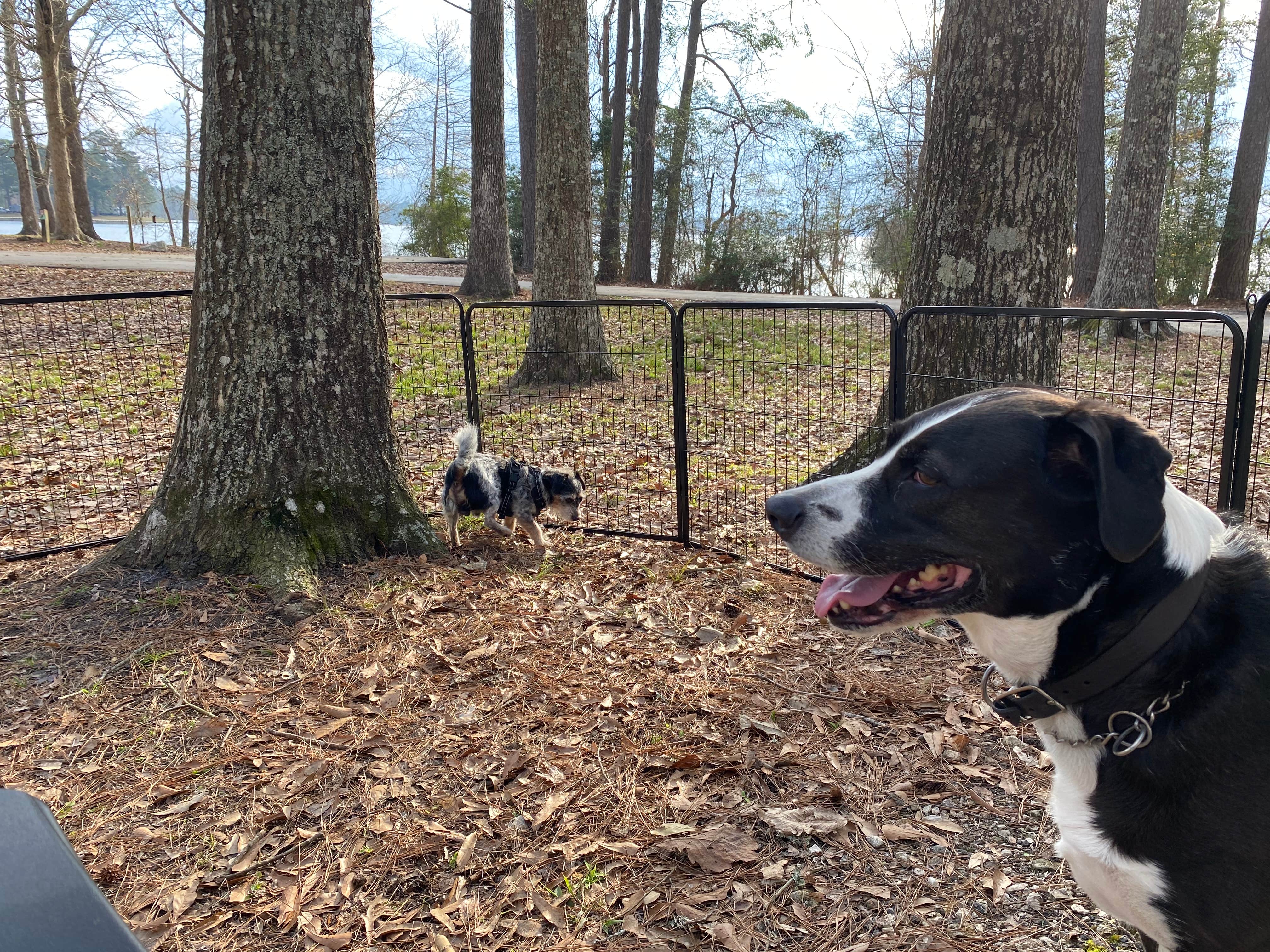 Jeff N.'s photo of camping with pets at Sandy Creek - Town Bluff Reservoir near San Augustine, TX