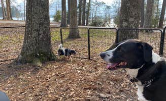 Jeff N.'s photo of camping with pets at Sandy Creek - Town Bluff Reservoir near Village Mills, TX
