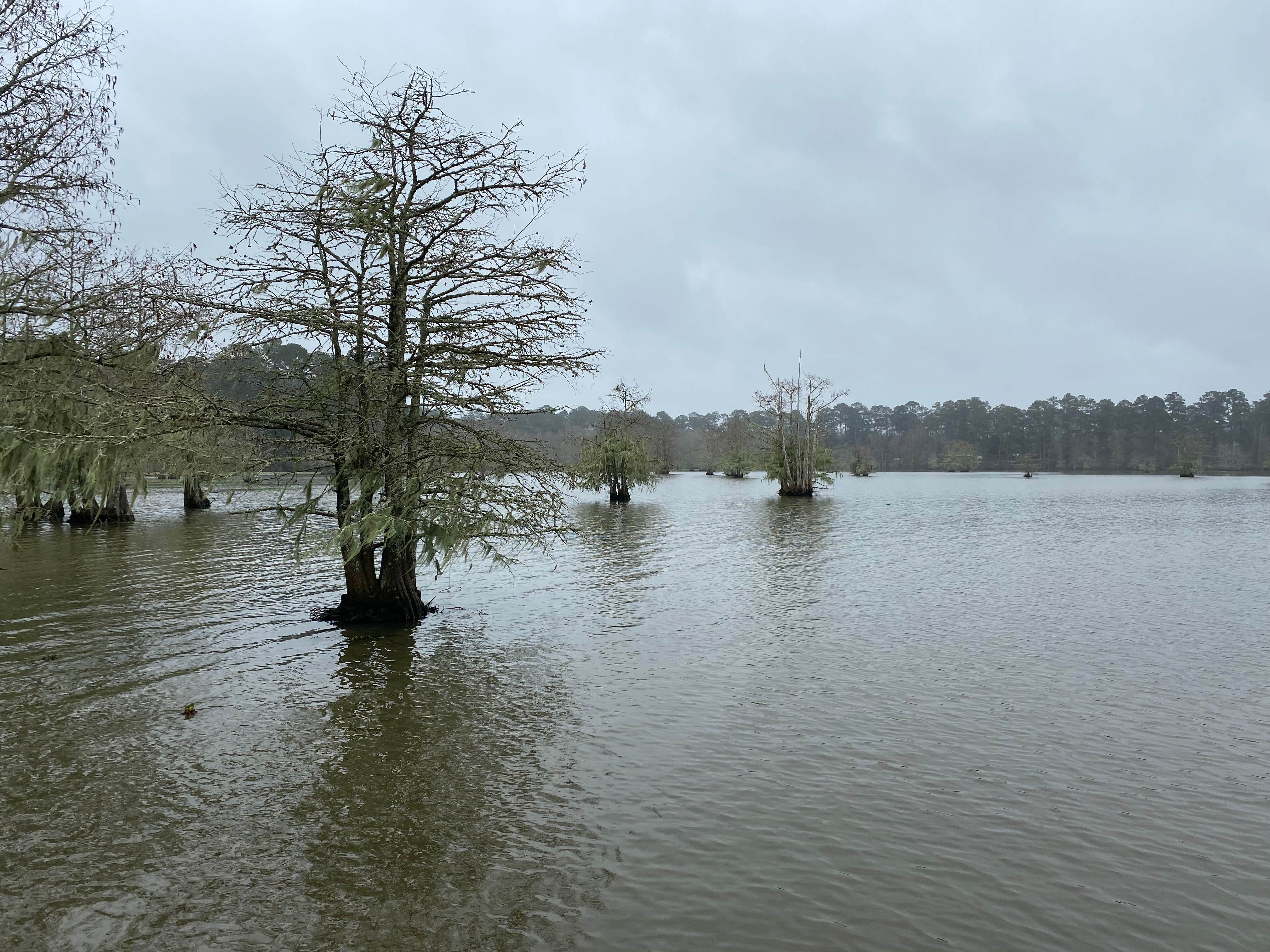 Camper submitted image from Sandy Creek - Town Bluff Reservoir - 3