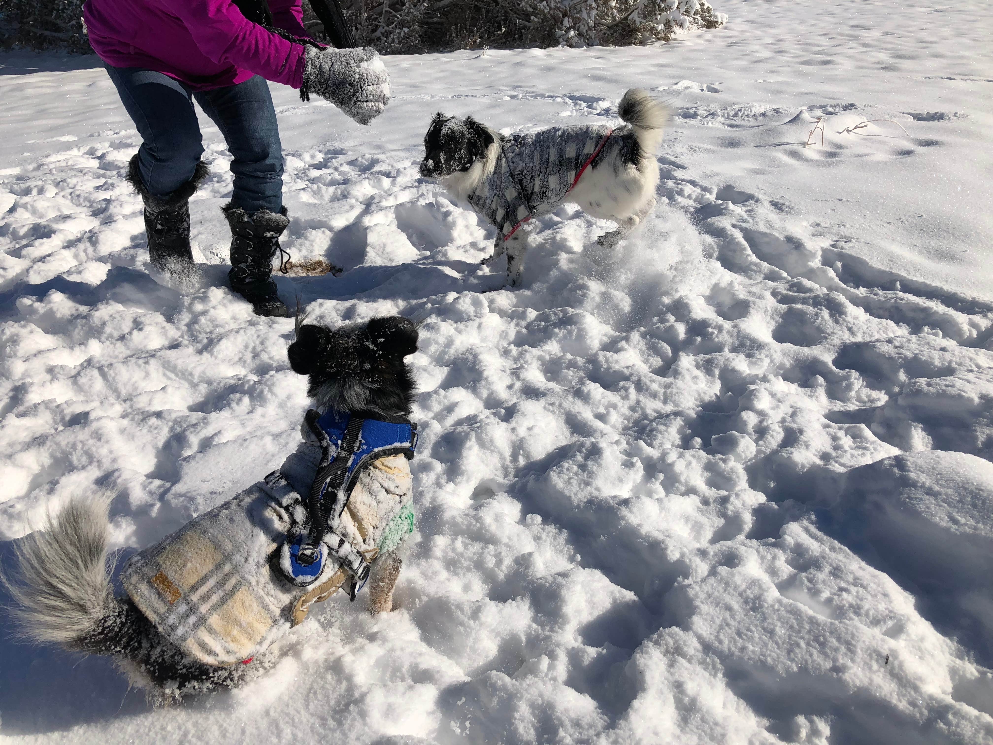 Jeff N.'s photo of camping with pets at Piñon Campground — Lathrop State Park near La Veta, CO