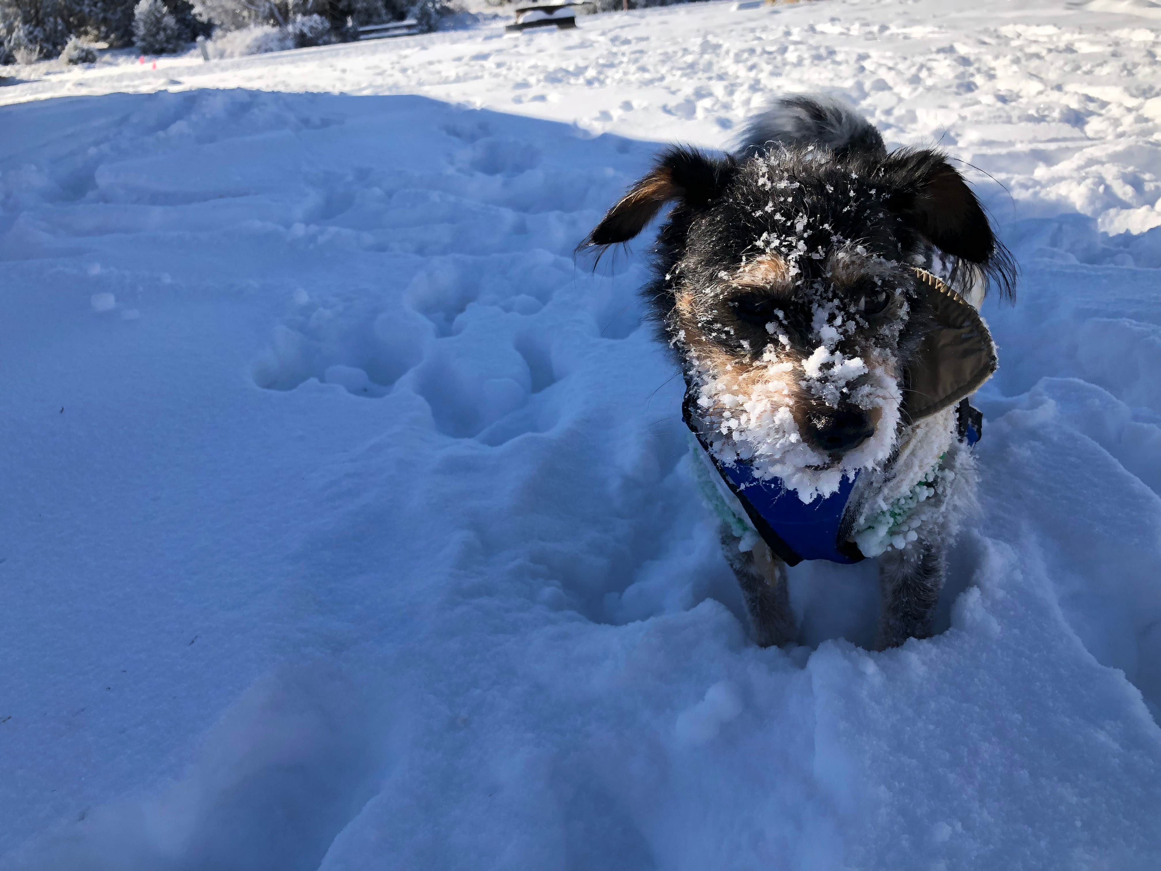 Jeff N.'s photo of camping with pets at Piñon Campground — Lathrop State Park near Colorado City, CO