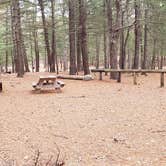 Review photo of Fearing Pond Campground — Myles Standish State Forest by Jean C., March 2, 2021