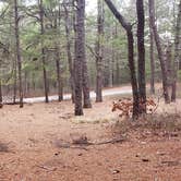 Review photo of Fearing Pond Campground — Myles Standish State Forest by Jean C., March 2, 2021