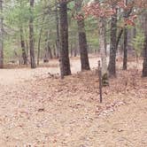 Review photo of Fearing Pond Campground — Myles Standish State Forest by Jean C., March 2, 2021