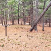 Review photo of Fearing Pond Campground — Myles Standish State Forest by Jean C., March 2, 2021