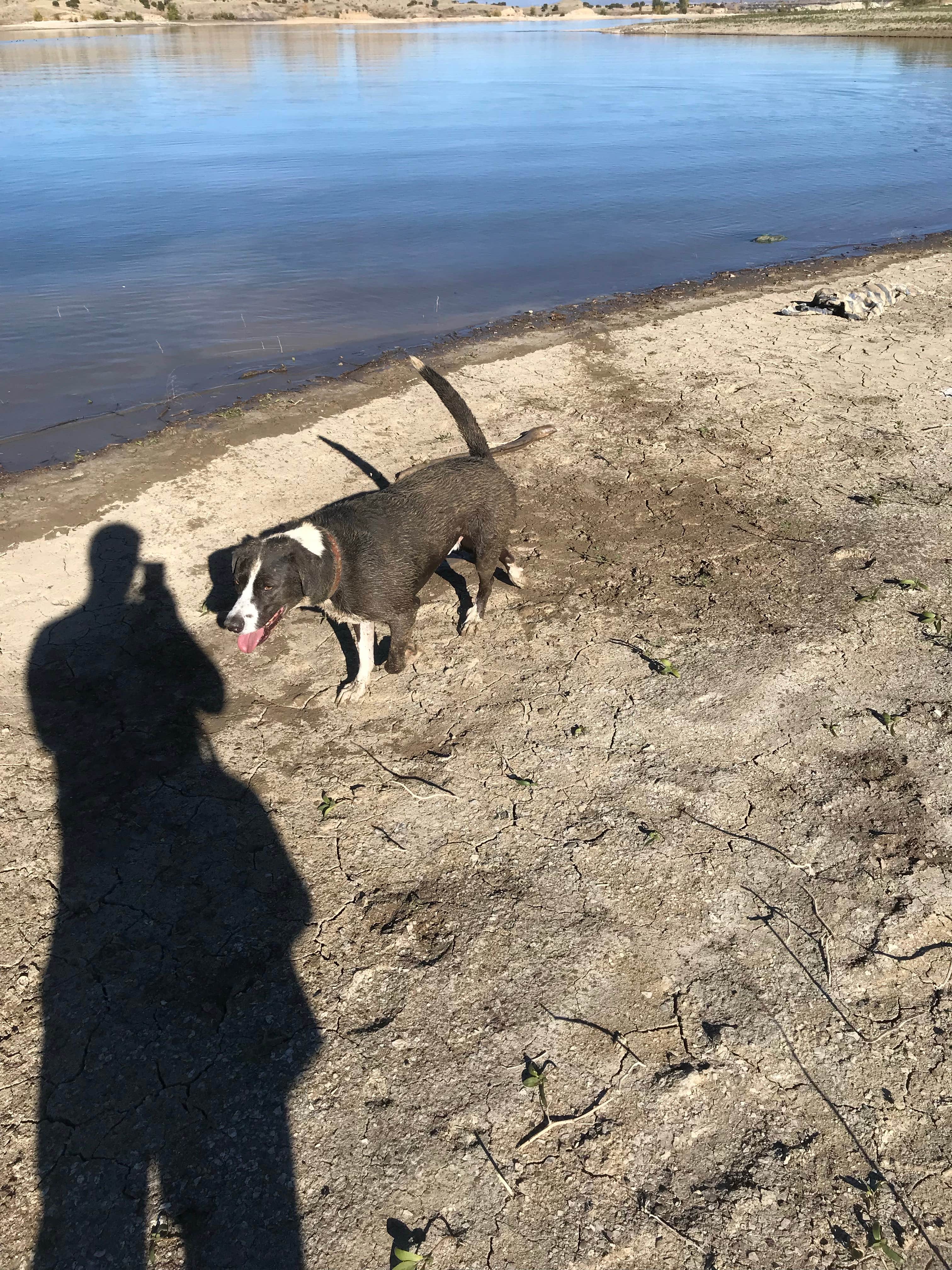 Jeff N.'s photo of camping with pets at Arkansas Point Campground — Lake Pueblo State Park near PSICC