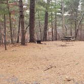 Review photo of Barretts Pond Campground — Myles Standish State Forest by Jean C., March 2, 2021