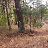 Review photo of Barretts Pond Campground — Myles Standish State Forest by Jean C., March 2, 2021