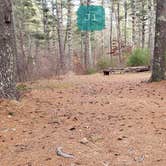 Review photo of Barretts Pond Campground — Myles Standish State Forest by Jean C., March 2, 2021