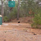 Review photo of Barretts Pond Campground — Myles Standish State Forest by Jean C., March 2, 2021