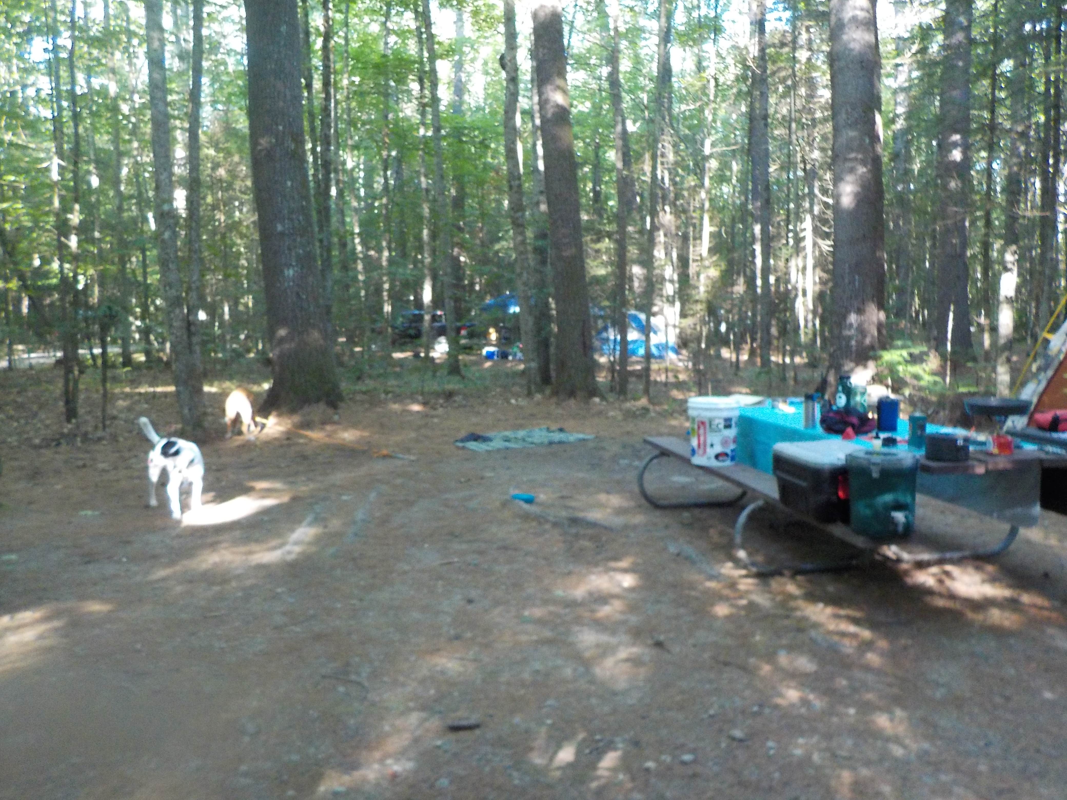 Sarah C.'s photo of camping with pets at Campton Campground near Plymouth, NH
