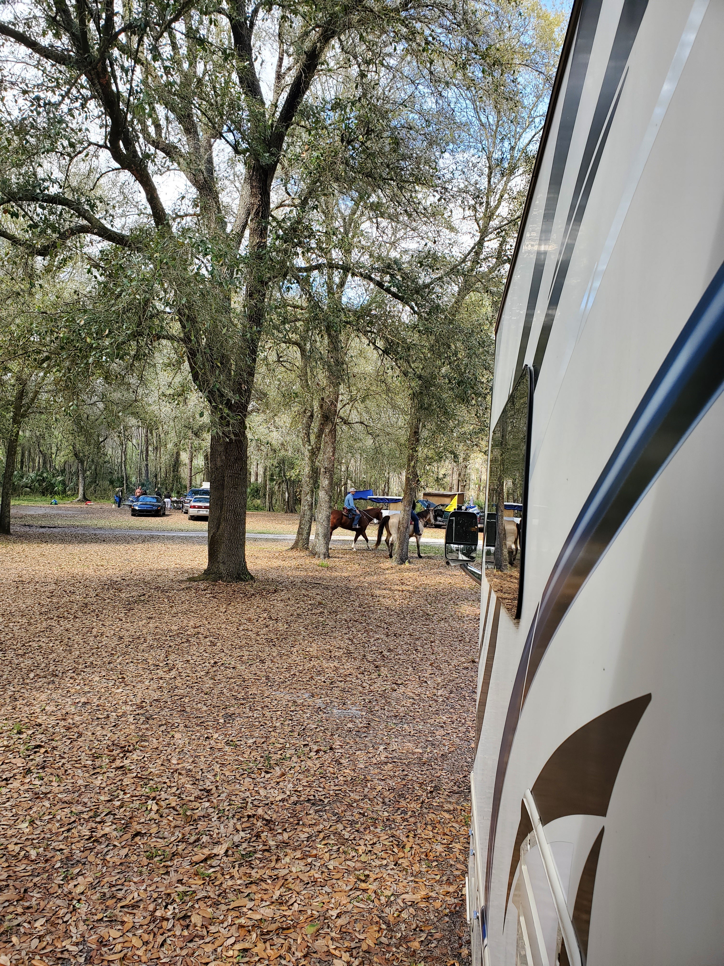 Camper submitted image from Green Swamp — Hampton Tract - 1