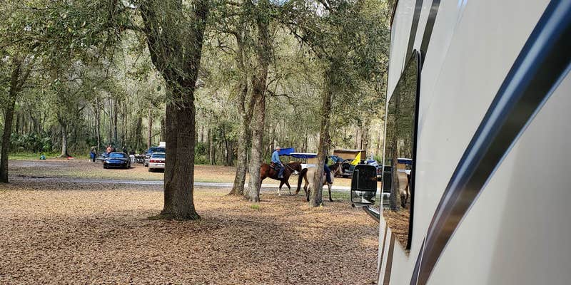 Camper submitted image from Green Swamp — Hampton Tract