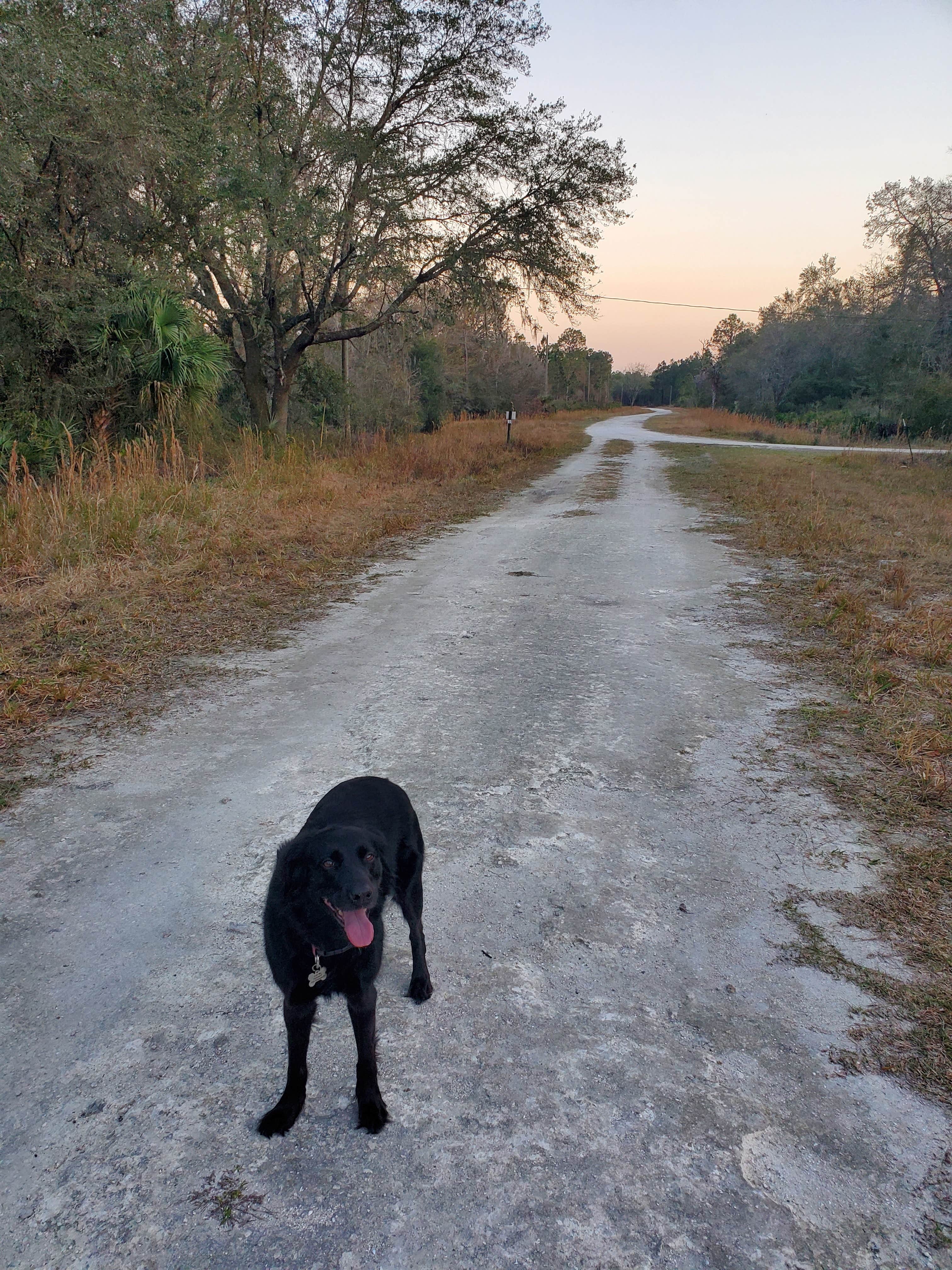Steve D.'s photo of camping with pets at Green Swamp — Hampton Tract near Zephyrhills, FL