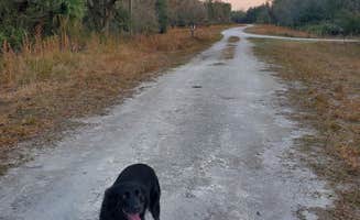 Steve D.'s photo of camping with pets at Green Swamp — Hampton Tract near Auburndale, FL