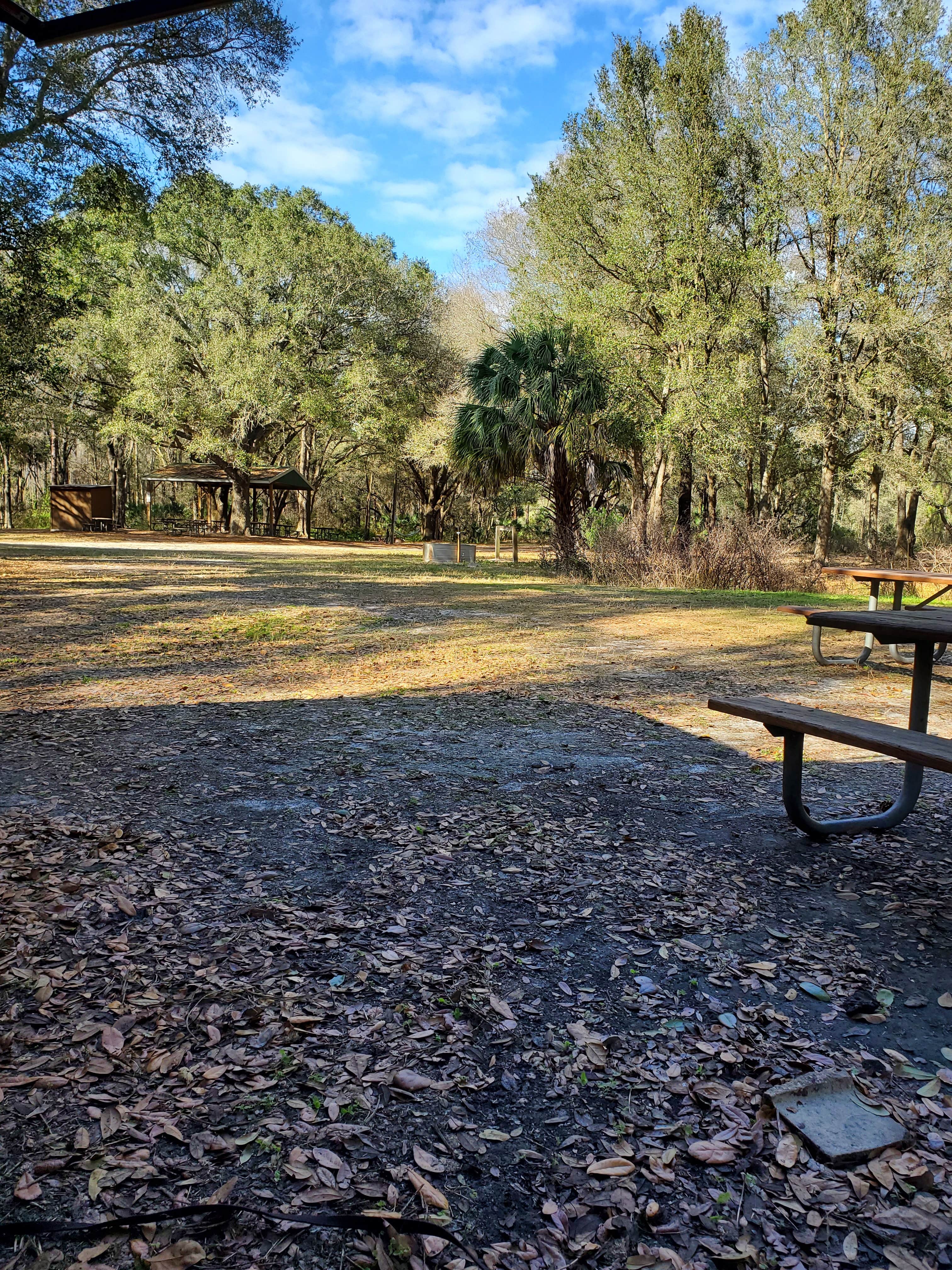 Camper submitted image from Green Swamp — Hampton Tract - 4