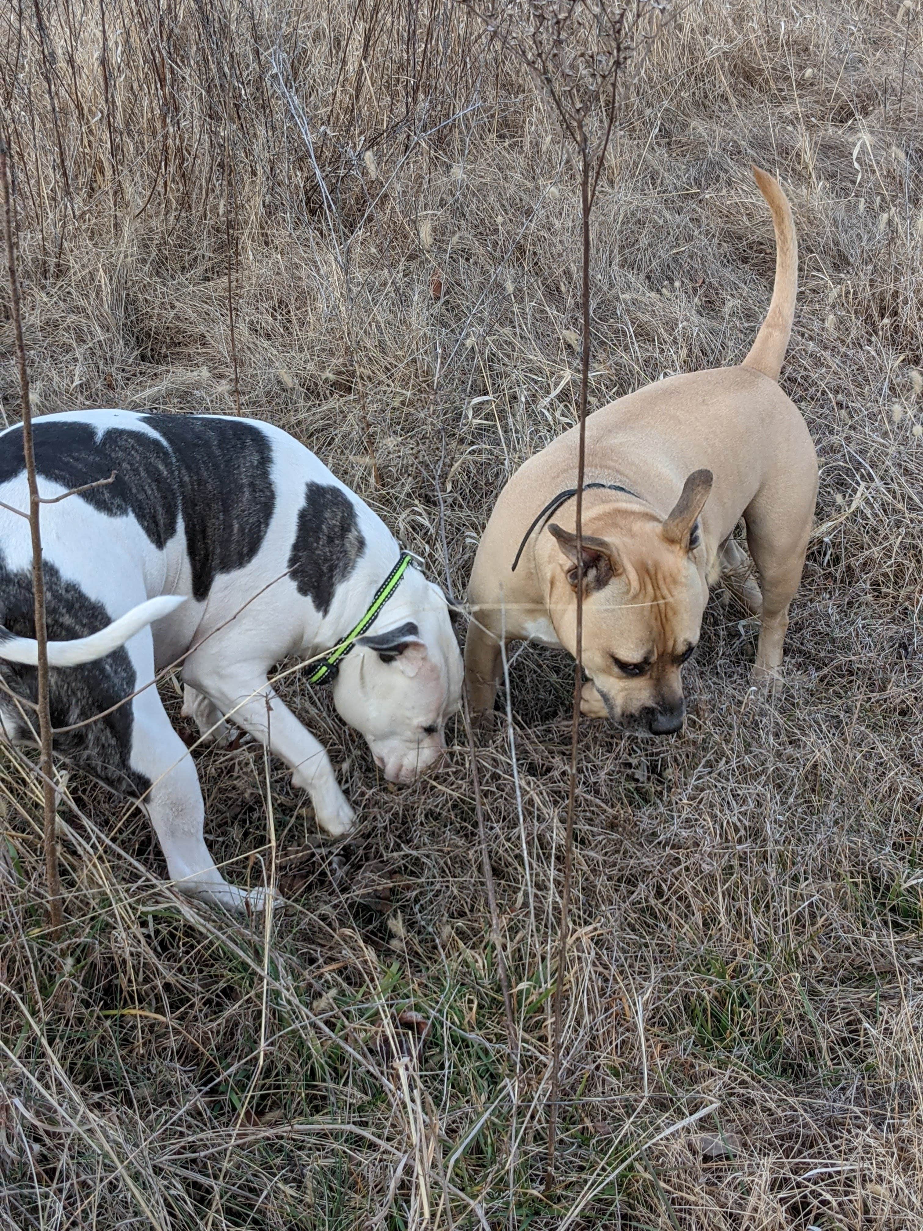 Patti  C.'s photo of camping with pets at Smith Family Farm near Gallatin, TN