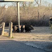 Review photo of Falcon County Park by Mimi B., March 2, 2021