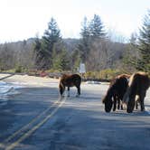 Review photo of Hickory Ridge Campground — Grayson Highlands State Park by Jolie L., March 2, 2021