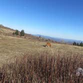 Review photo of Hickory Ridge Campground — Grayson Highlands State Park by Jolie L., March 2, 2021