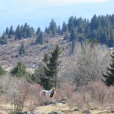 Review photo of Hickory Ridge Campground — Grayson Highlands State Park by Jolie L., March 2, 2021