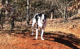 Jeff N.'s photo of camping with pets at Devil's Den State Park Campground in Arkansas