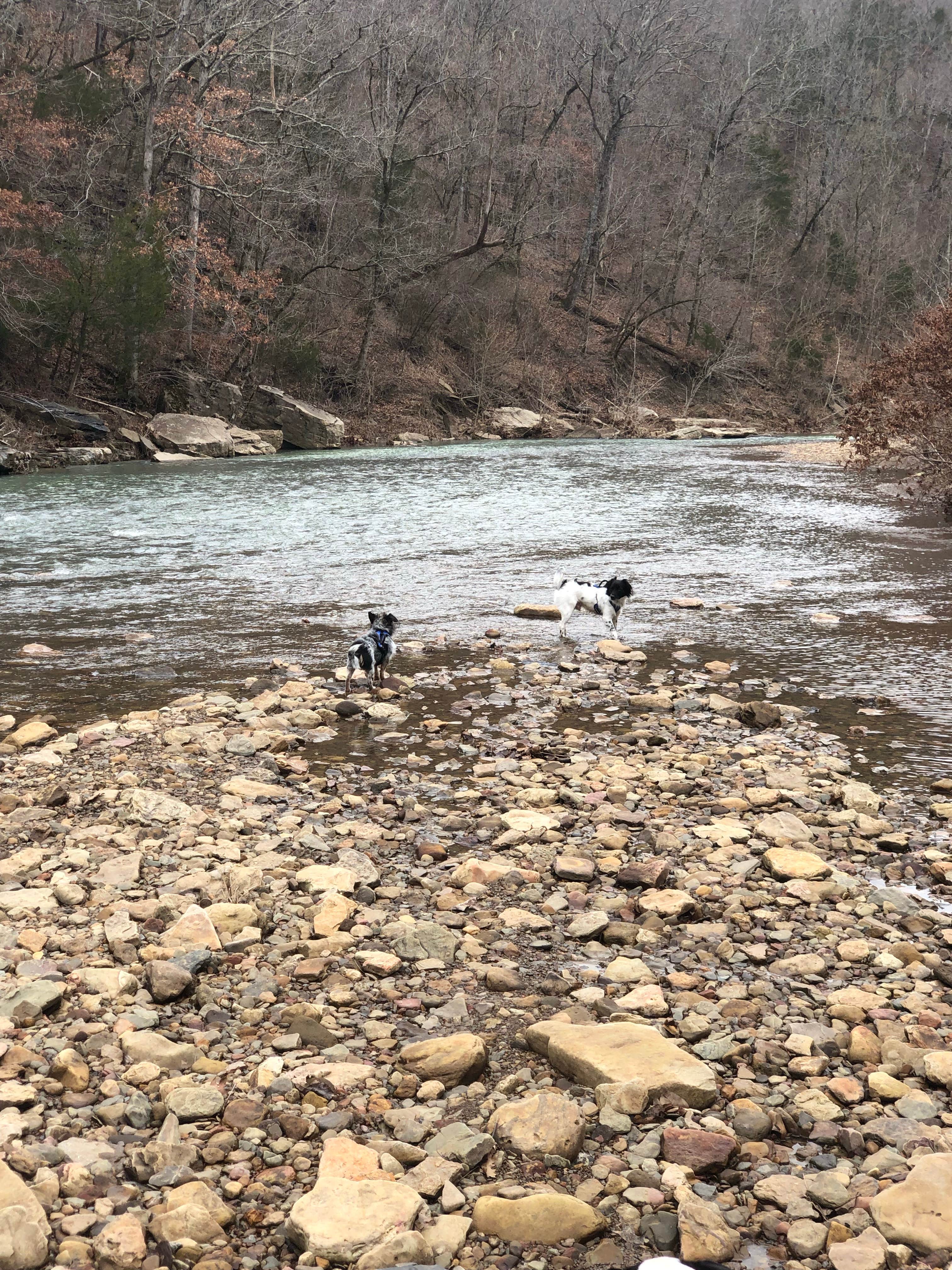 Jeff N.'s photo of camping with pets at Devil's Den State Park Campground near Siloam Springs, AR