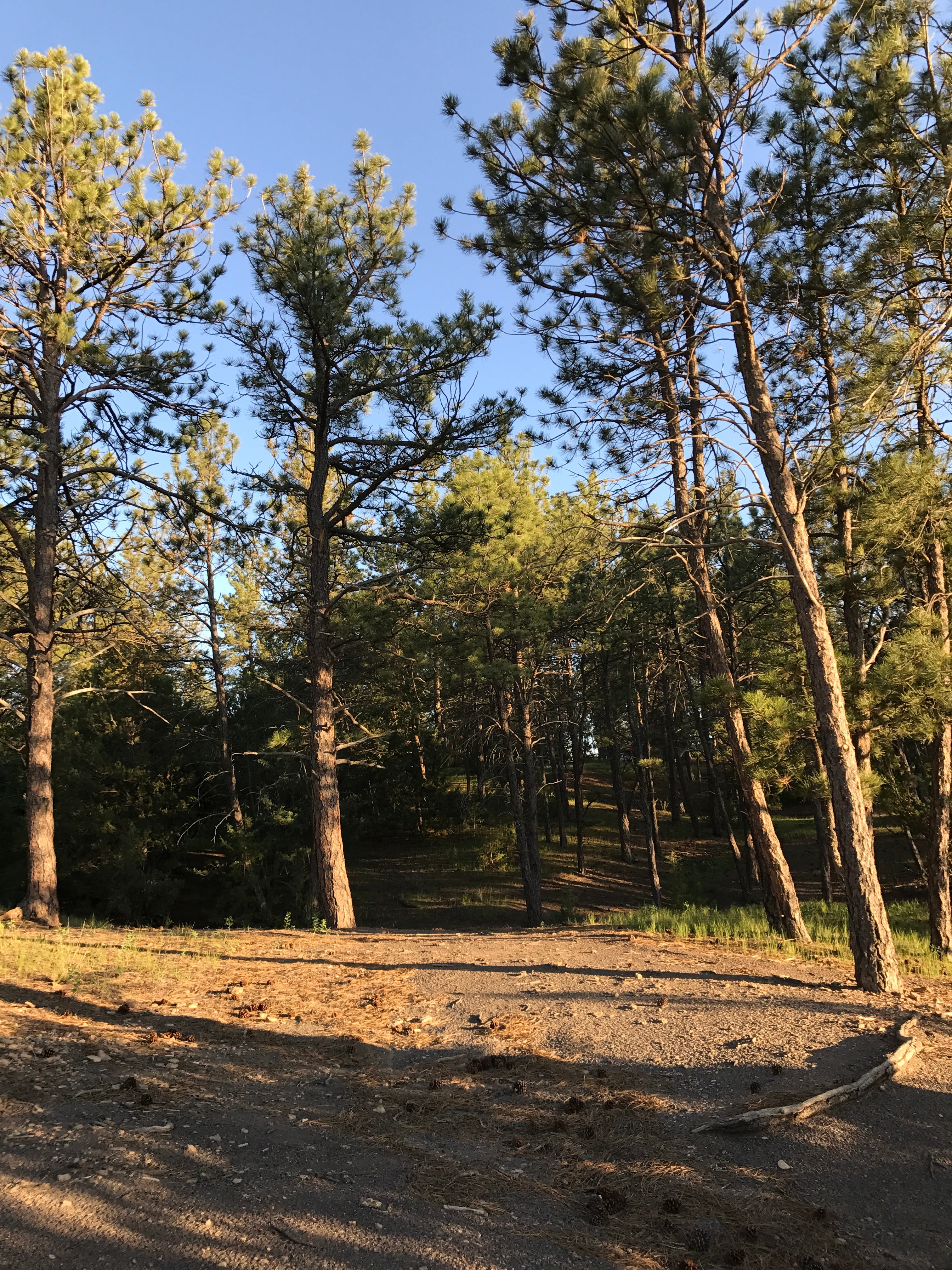 Camper submitted image from Hot Springs / Black Hills KOA - 2