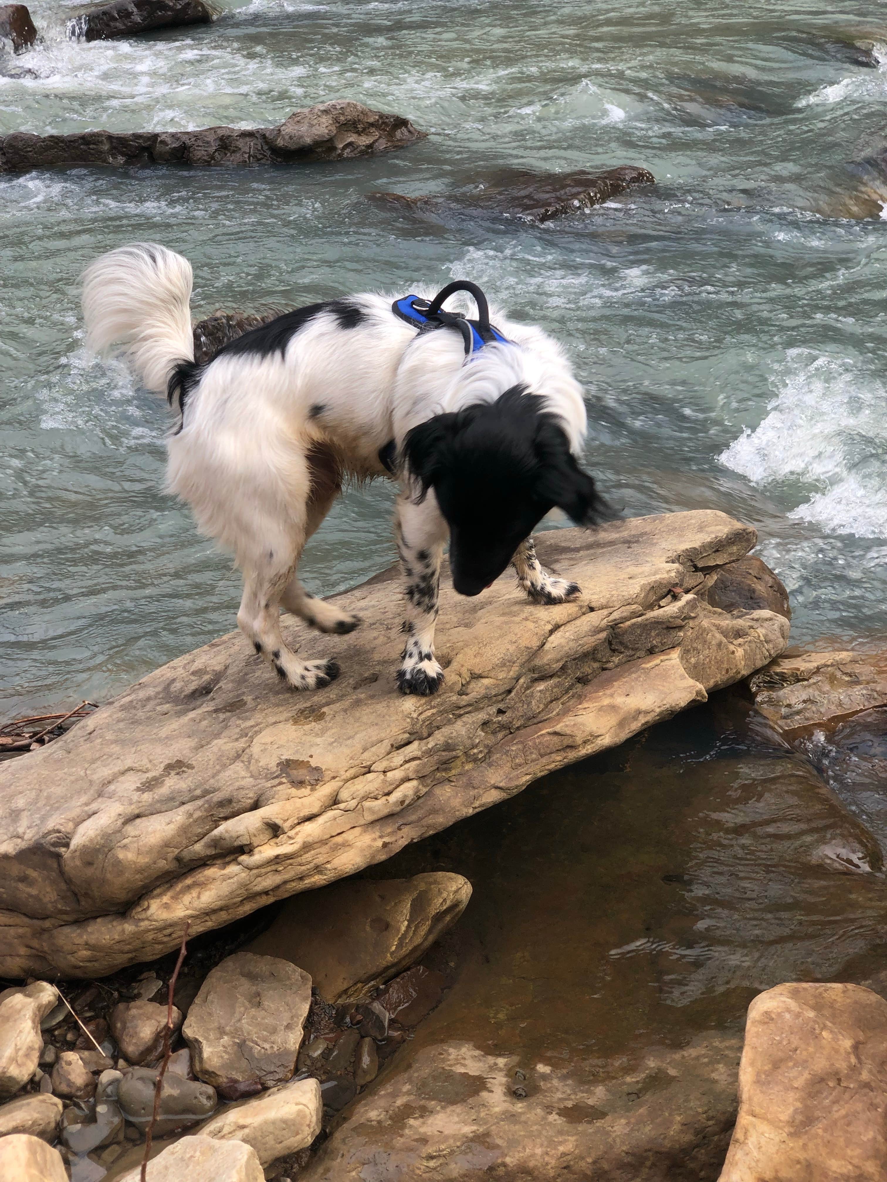 Jeff N.'s photo of camping with pets at Devil's Den State Park Campground near Springdale, AR
