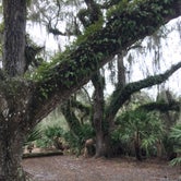 Review photo of Lake Kissimmee State Park Campground by Denise , March 2, 2021