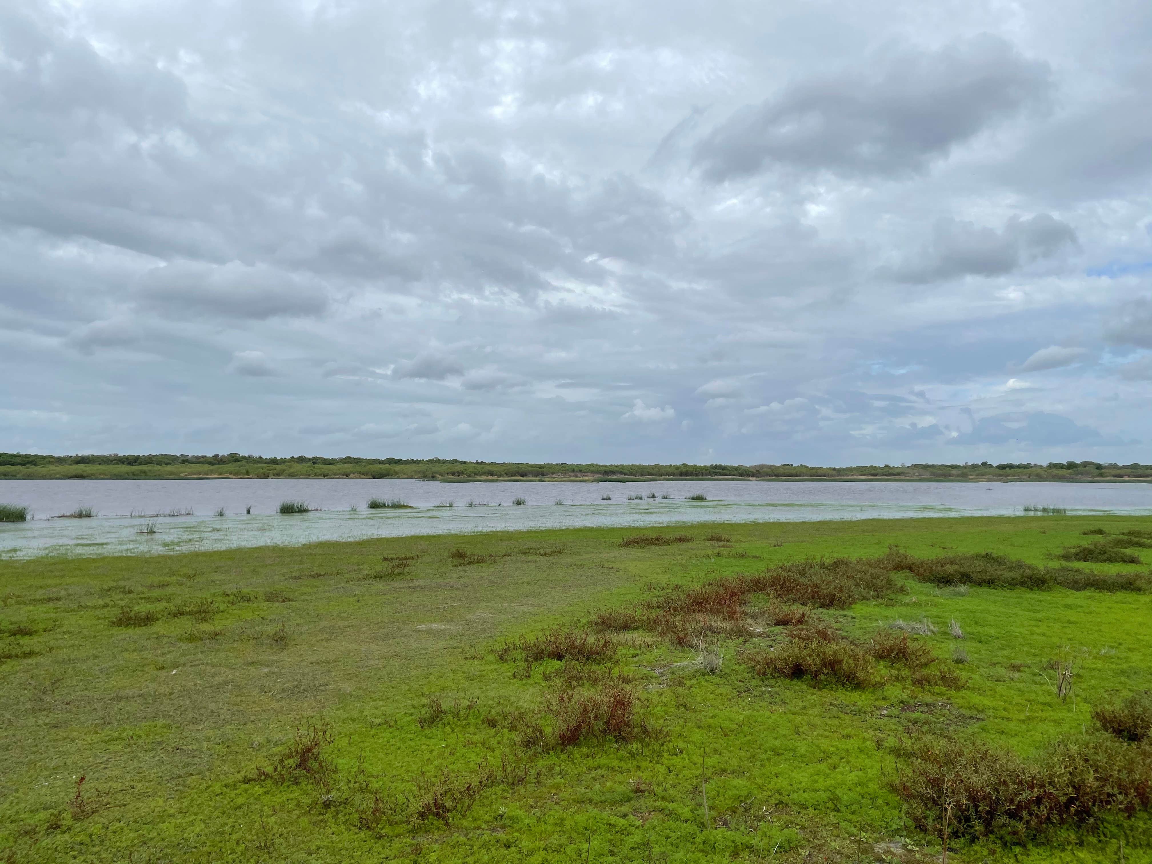 Camper-submitted photo at Palmetto Ridge Campground — Myakka River State Park near Gulfport, FL
