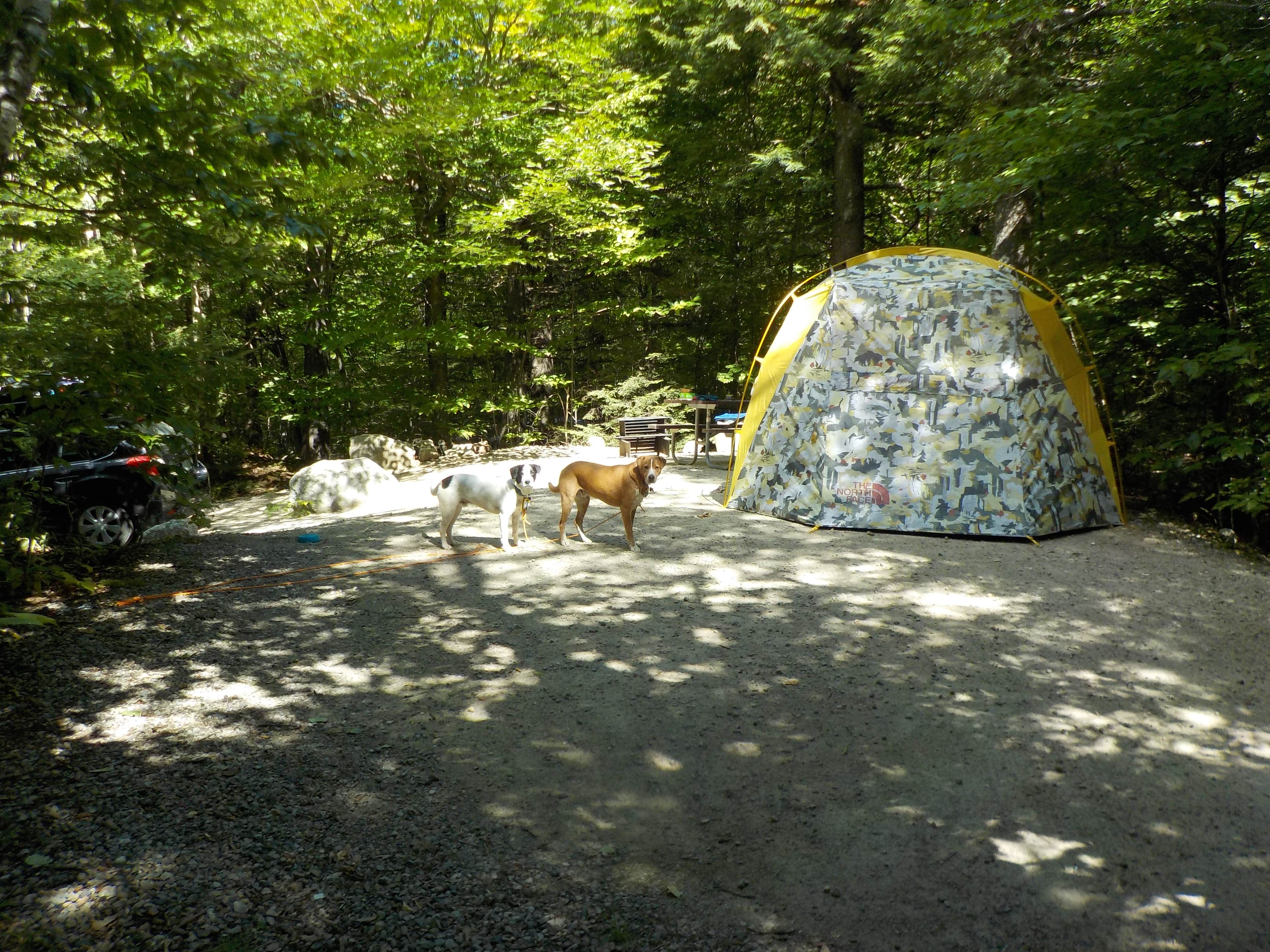 are dogs allowed at the basin nh