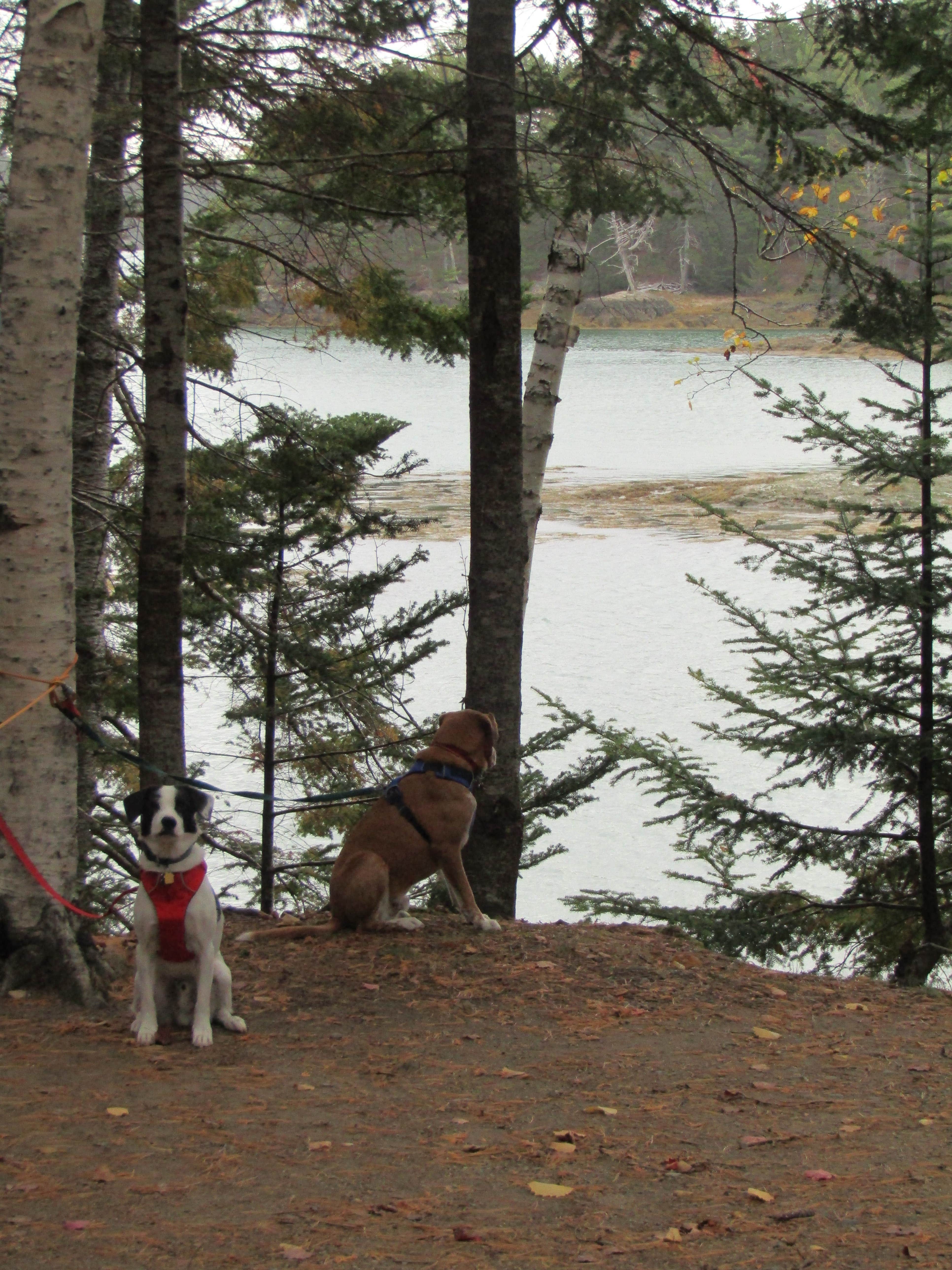 Sarah C.'s photo of camping with pets at Cobscook Bay State Park Campground near Pembroke, ME