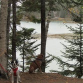 Review photo of Cobscook Bay State Park Campground by Sarah C., March 3, 2021