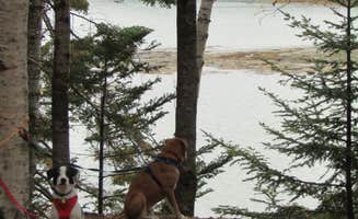 Sarah C.'s photo of camping with pets at Cobscook Bay State Park Campground near Roque Bluffs, ME