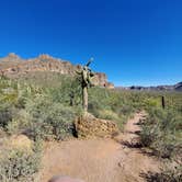 Review photo of Lost Dutchman State Park Campground by Bob L., March 3, 2021