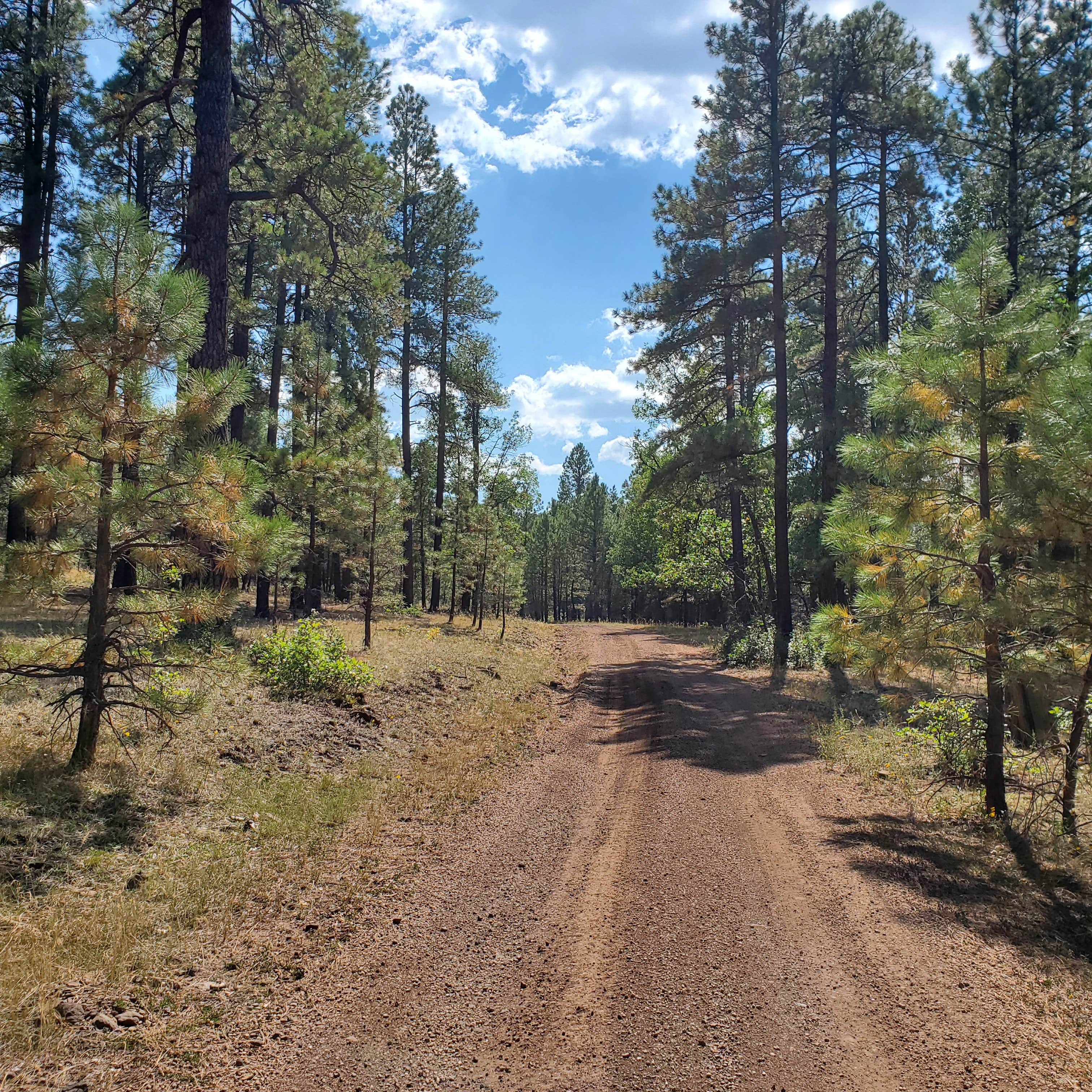 Camper submitted image from Buck Mountain Dispersed Camping - 3