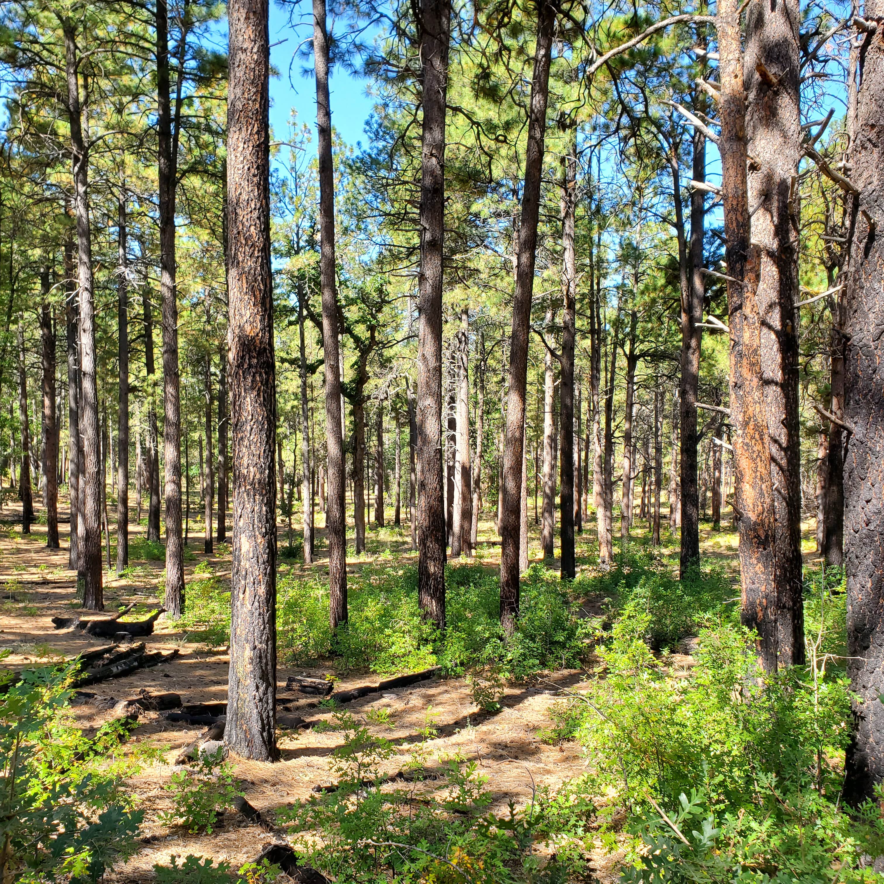 Buck Mountain Dispersed Camping Happy Jack, AZ