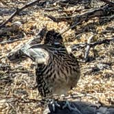 Review photo of Big Bend NP - Black Dike by Shari  G., March 3, 2021