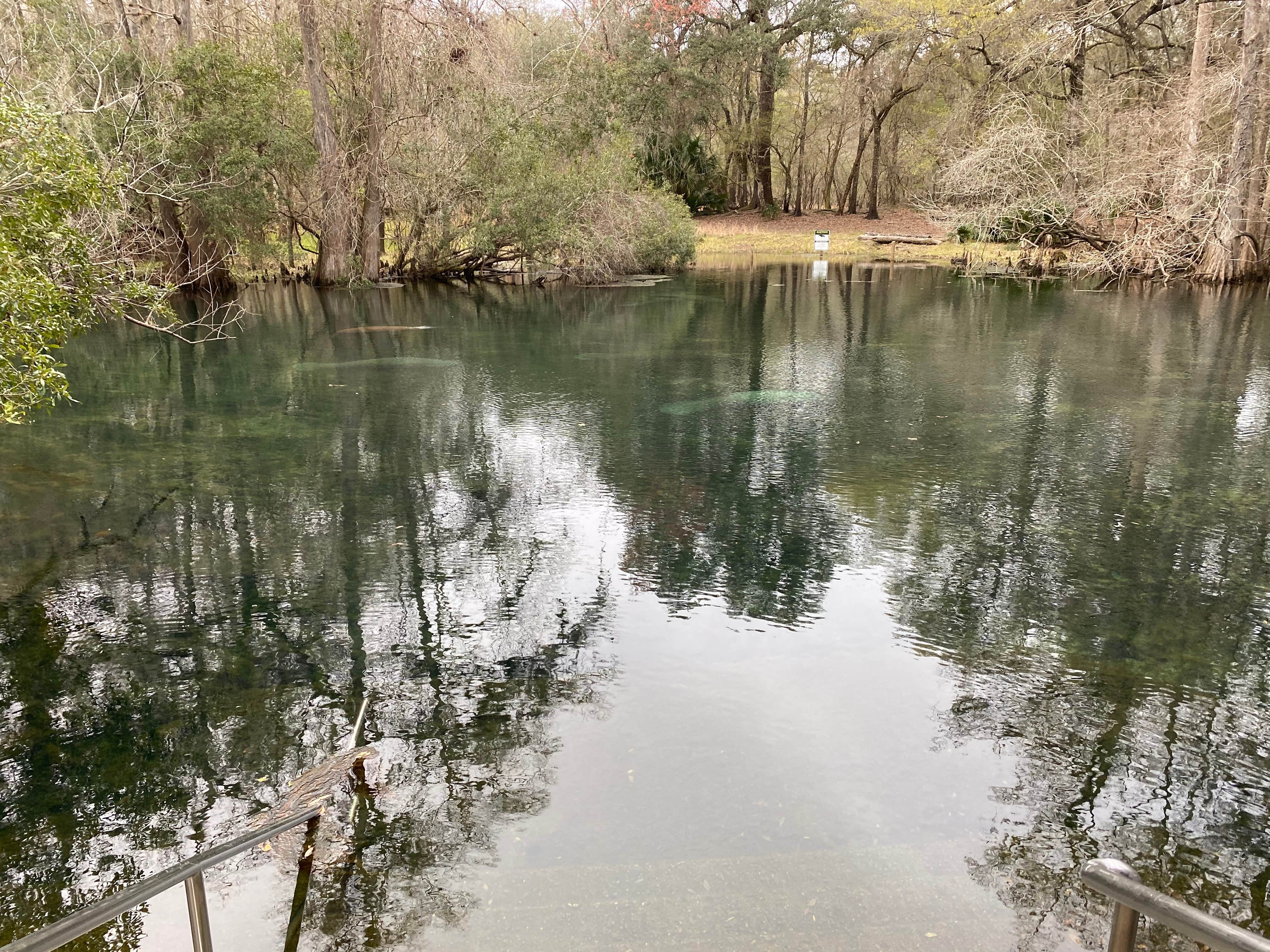 Camper submitted image from Manatee Springs State Park Campground - 1