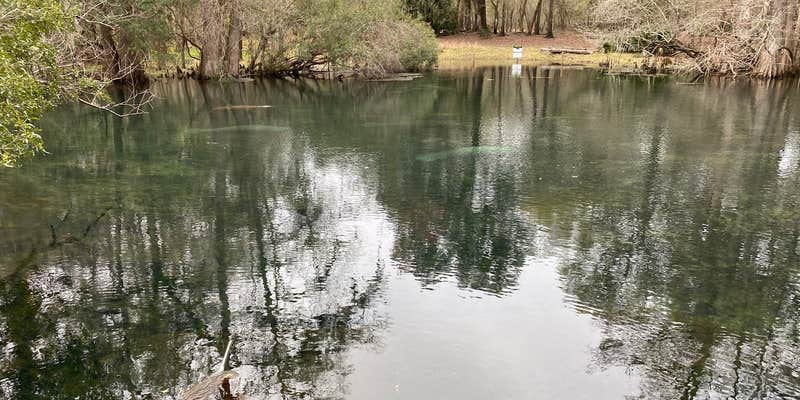 Camper submitted image from Manatee Springs State Park Campground