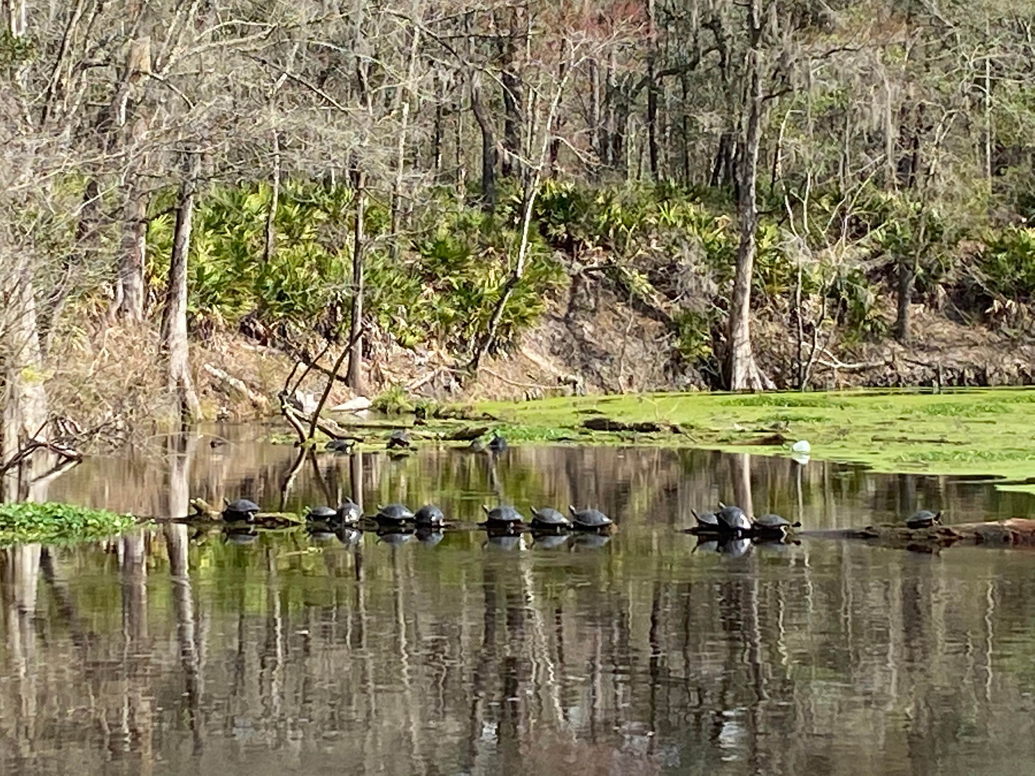 Camper submitted image from Dogwood Campground — O'Leno State Park - 1