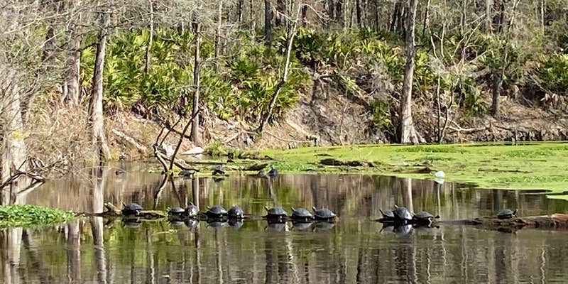 Camper submitted image from Dogwood Campground — O'Leno State Park