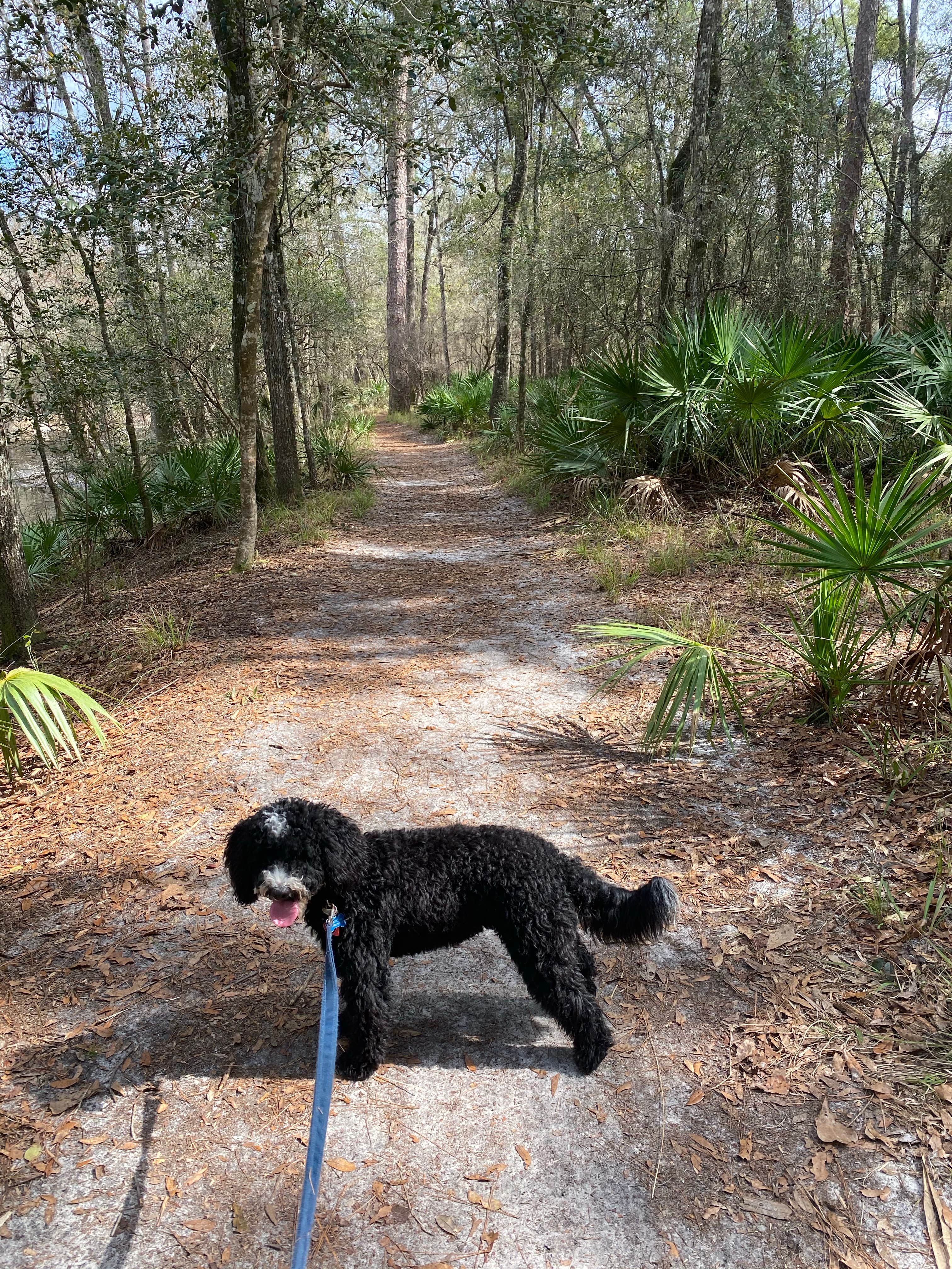 Kathy L.'s photo of camping with pets at Dogwood Campground — O'Leno State Park near Bell, FL