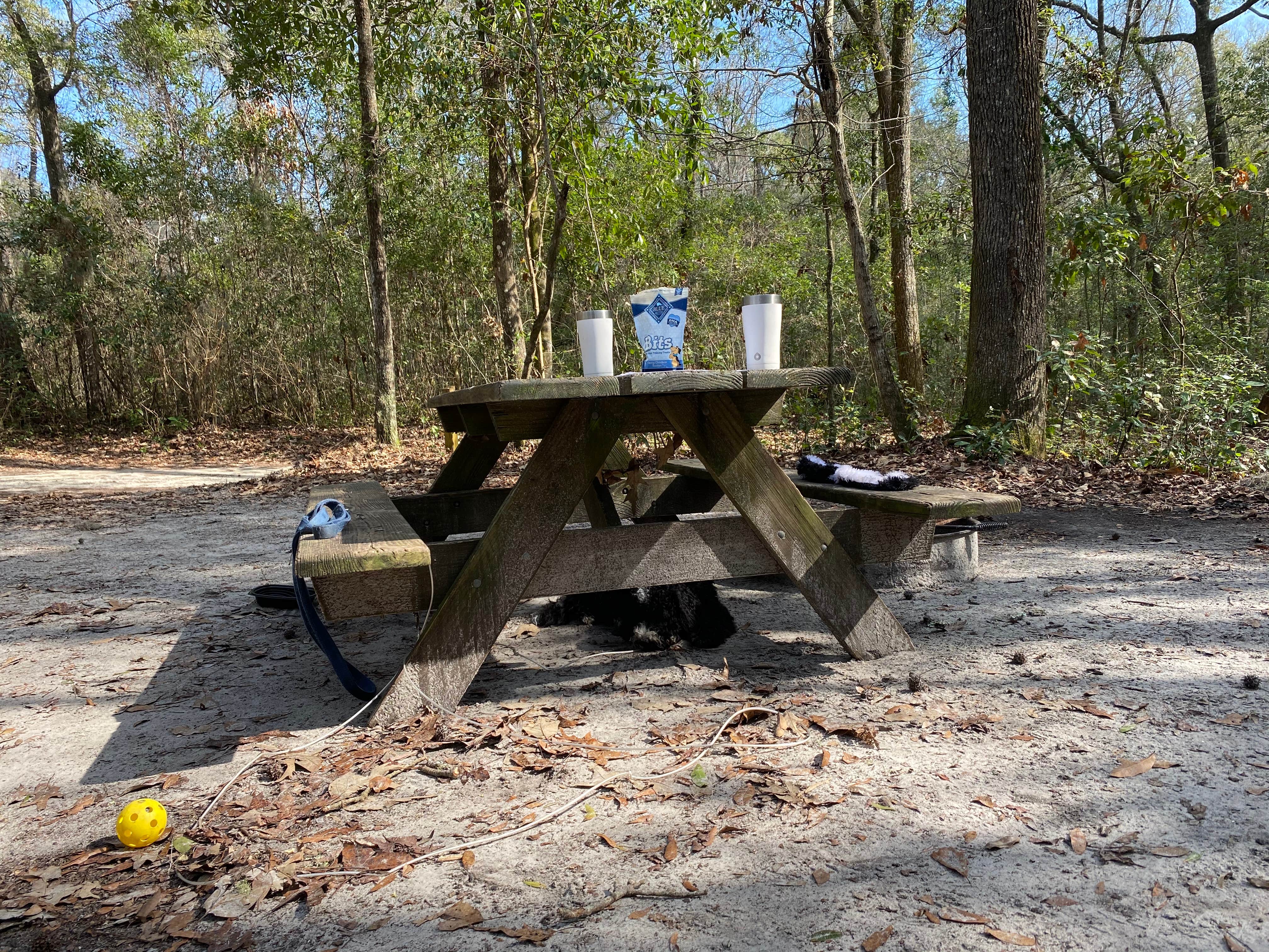 Kathy L.'s photo at Dogwood Campground — O'Leno State Park near Newberry, FL