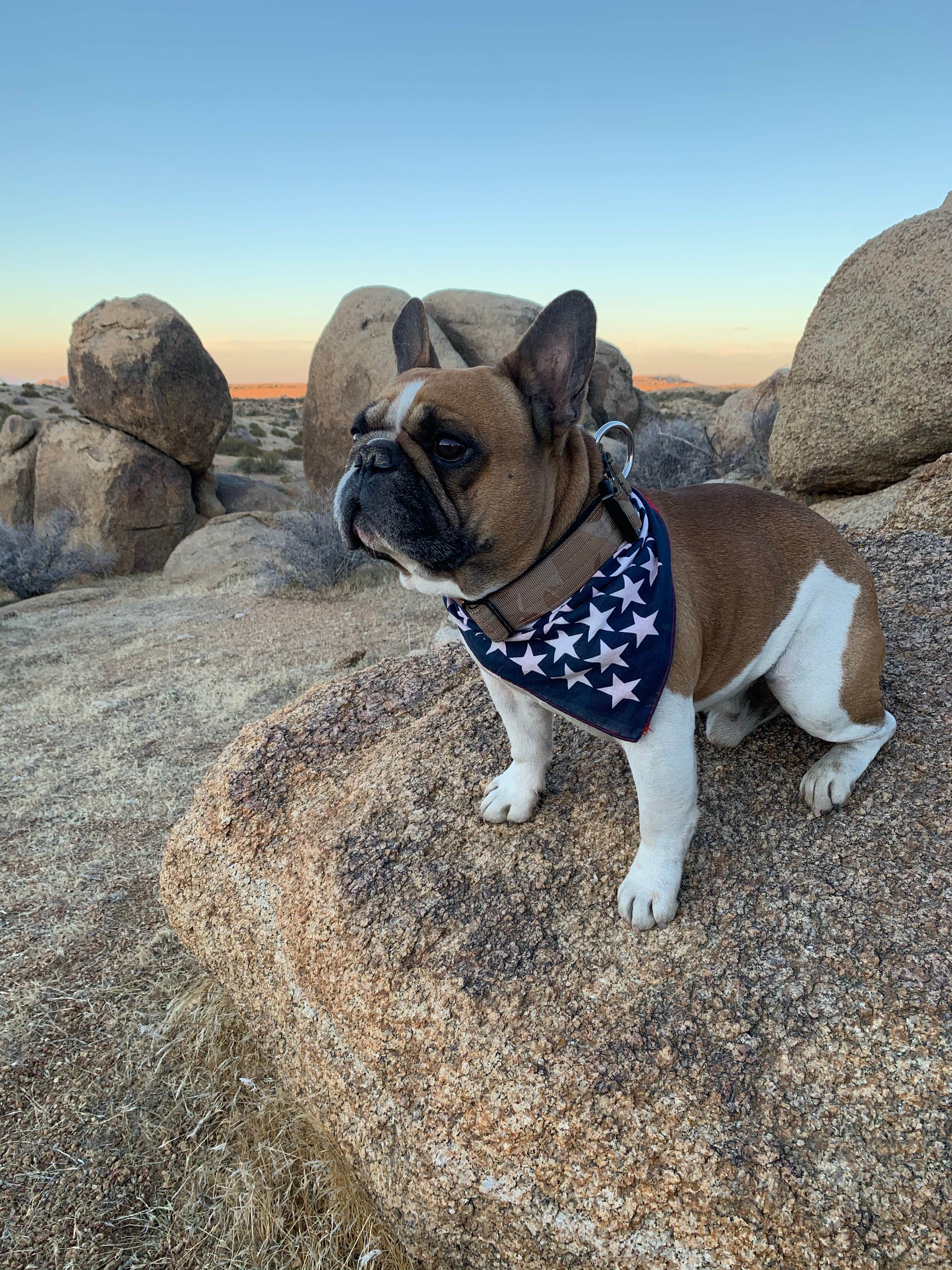 Bobby C.'s photo of camping with pets at Mid Hills Campground — Mojave National Preserve near Mojave National Preserve