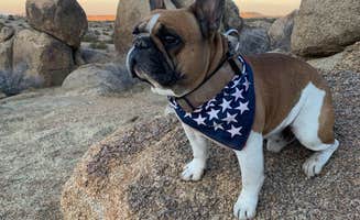 Bobby C.'s photo of camping with pets at Mid Hills Campground — Mojave National Preserve near Cima, CA