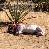 Review photo of Mid Hills Campground — Mojave National Preserve by Bobby C., March 4, 2021